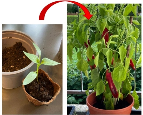 Paprika Setzlinge eintopfen